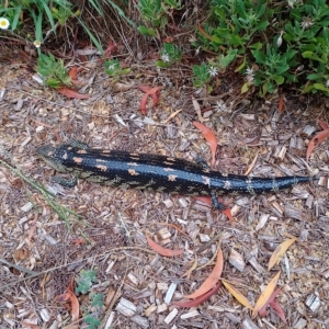 Tiliqua nigrolutea at Tarago, NSW - 16 Jan 2023 11:34 AM