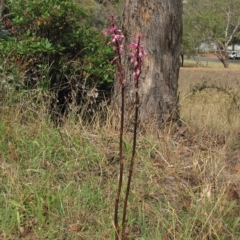 Dipodium punctatum (Blotched Hyacinth Orchid) at Deakin, ACT - 2 Jan 2016 by AndyRoo