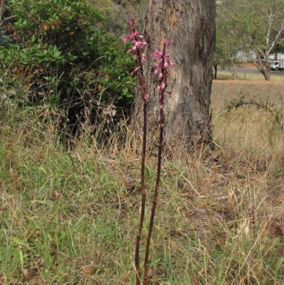 Dipodium punctatum (Blotched Hyacinth Orchid) at Deakin, ACT - 3 Jan 2016 by AndyRoo