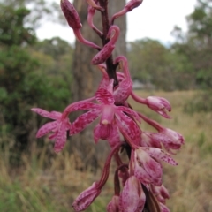 Dipodium punctatum at Deakin, ACT - suppressed