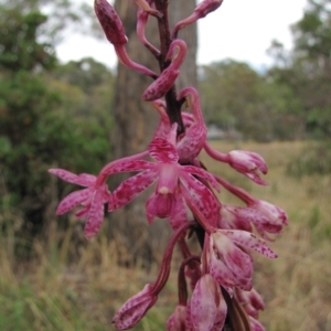 Dipodium punctatum at Deakin, ACT - 3 Jan 2016