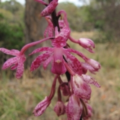 Dipodium punctatum at Deakin, ACT - 3 Jan 2016