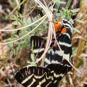 Comocrus behri at Gundaroo, NSW - 13 Feb 2023