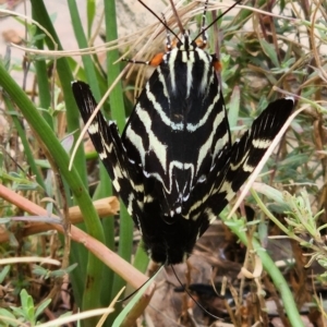 Comocrus behri at Gundaroo, NSW - 13 Feb 2023