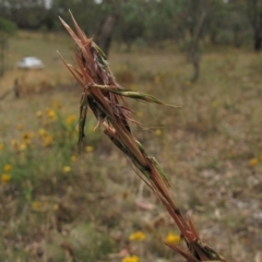 Cymbopogon refractus (Barbed-wire Grass) at Deakin, ACT - 3 Jan 2016 by AndyRoo