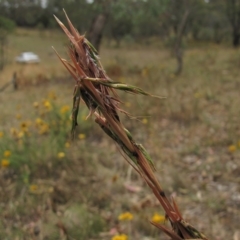 Cymbopogon refractus (Barbed-wire Grass) at Red Hill Nature Reserve - 3 Jan 2016 by AndyRoo