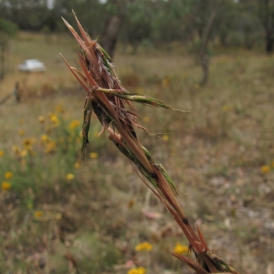 Cymbopogon refractus (Barbed-wire Grass) at Red Hill Nature Reserve - 3 Jan 2016 by AndyRoo