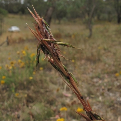 Cymbopogon refractus (Barbed-wire Grass) at Deakin, ACT - 3 Jan 2016 by AndyRoo