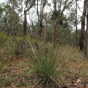 Cymbopogon refractus at Deakin, ACT - 3 Jan 2016 01:22 PM