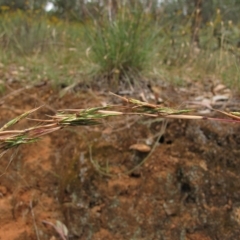 Cymbopogon refractus at Deakin, ACT - 3 Jan 2016 01:22 PM