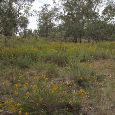 Chrysocephalum semipapposum (Clustered Everlasting) at Red Hill Nature Reserve - 3 Jan 2016 by AndyRoo