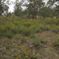 Chrysocephalum semipapposum at Deakin, ACT - 3 Jan 2016 01:20 PM