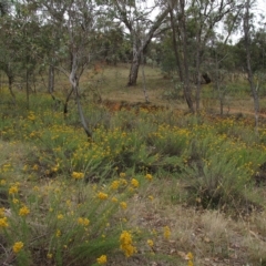 Chrysocephalum semipapposum at Deakin, ACT - 3 Jan 2016 01:20 PM