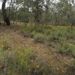 Chrysocephalum semipapposum at Deakin, ACT - 3 Jan 2016 01:20 PM