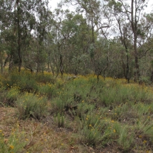 Chrysocephalum semipapposum at Deakin, ACT - 3 Jan 2016 01:20 PM