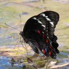 Papilio aegeus (Orchard Swallowtail, Large Citrus Butterfly) at Mount Taylor - 12 Feb 2023 by MatthewFrawley