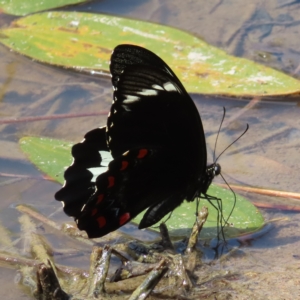 Papilio aegeus at Fisher, ACT - 12 Feb 2023