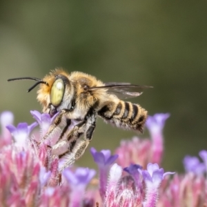 Megachile (Eutricharaea) serricauda at Macgregor, ACT - 13 Feb 2022 04:18 PM