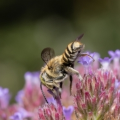 Megachile (Eutricharaea) serricauda at Macgregor, ACT - 13 Feb 2022 04:18 PM