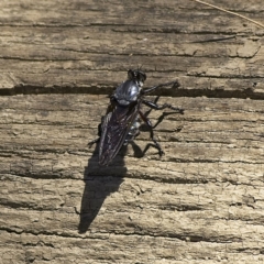 Blepharotes splendidissimus (Giant Blue Robber Fly) at Stony Creek - 12 Feb 2023 by Trevor