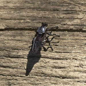 Blepharotes splendidissimus at Stromlo, ACT - 12 Feb 2023 01:08 PM