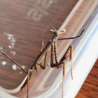 Tenodera australasiae at Yass River, NSW - 13 Feb 2023 by SenexRugosus