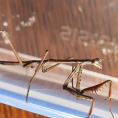 Archimantis sp. (genus) at Yass River, NSW - 13 Feb 2023 02:46 PM