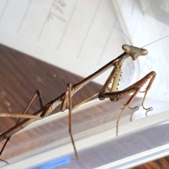 Archimantis sp. (genus) at Yass River, NSW - 13 Feb 2023 02:46 PM