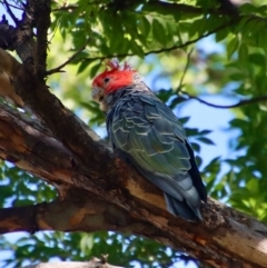 Callocephalon fimbriatum at Hughes, ACT - suppressed