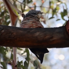 Callocephalon fimbriatum at Hughes, ACT - suppressed