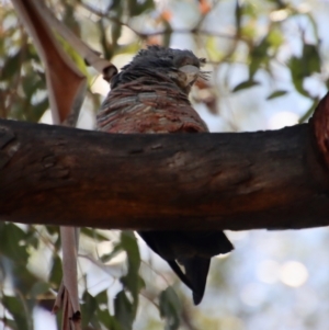 Callocephalon fimbriatum at Hughes, ACT - suppressed