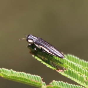 Agrilus hypoleucus at Deakin, ACT - 12 Feb 2023 11:28 AM