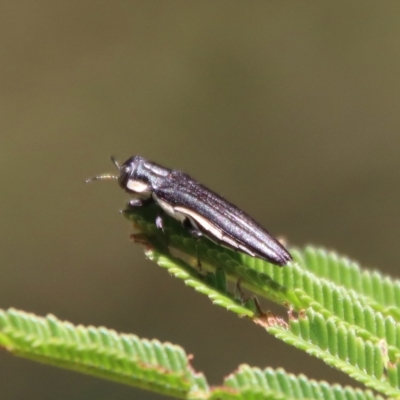 Agrilus hypoleucus (Hypoleucus jewel beetle) at Red Hill to Yarralumla Creek - 12 Feb 2023 by LisaH
