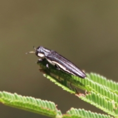 Agrilus hypoleucus (Hypoleucus jewel beetle) at Deakin, ACT - 12 Feb 2023 by LisaH