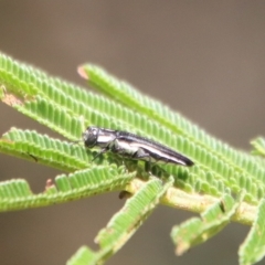 Agrilus hypoleucus at Deakin, ACT - 12 Feb 2023 11:28 AM