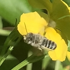 Megachile (Eutricharaea) serricauda (Leafcutter bee, Megachilid bee) at Dulwich Hill, NSW - 24 Jan 2023 by JudeWright