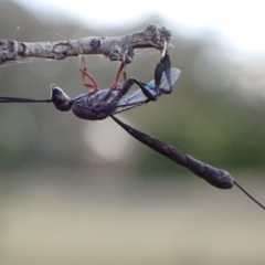 Gasteruption sp. (genus) (Gasteruptiid wasp) at Murrumbateman, NSW - 13 Feb 2023 by SimoneC