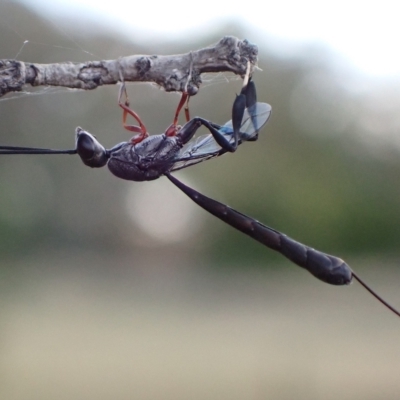 Gasteruption sp. (genus) (Gasteruptiid wasp) at Murrumbateman, NSW - 13 Feb 2023 by SimoneC