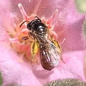 Exoneura sp. (genus) at Dulwich Hill, NSW - 4 Feb 2023