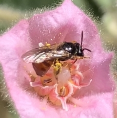 Exoneura sp. (genus) at Dulwich Hill, NSW - suppressed