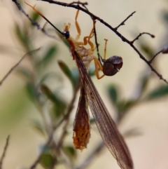 Nymphes myrmeleonoides (Blue eyes lacewing) at Red Hill Nature Reserve - 12 Feb 2023 by LisaH