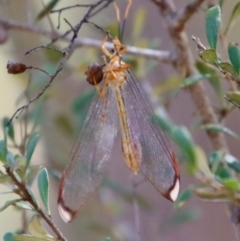 Nymphes myrmeleonoides at Deakin, ACT - 12 Feb 2023