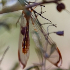 Nymphes myrmeleonoides at Deakin, ACT - 12 Feb 2023