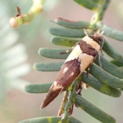 Macrobathra chrysotoxa (A cosmet moth) at Murrumbateman, NSW - 13 Feb 2023 by SimoneC