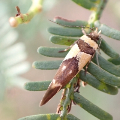 Macrobathra chrysotoxa (A Cosmet moth (Cosmopteriginae) at Murrumbateman, NSW - 13 Feb 2023 by SimoneC