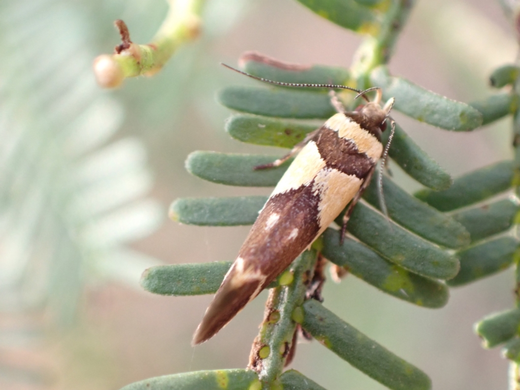 Macrobathra chrysotoxa at Murrumbateman, NSW - 13 Feb 2023