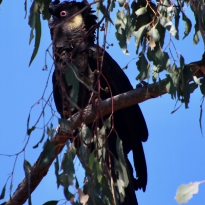 Zanda funerea (Yellow-tailed Black-Cockatoo) at GG139 - 12 Feb 2023 by LisaH