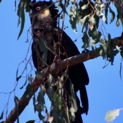 Zanda funerea (Yellow-tailed Black-Cockatoo) at Deakin, ACT - 12 Feb 2023 by LisaH