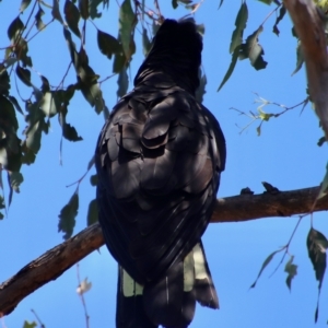 Zanda funerea at Deakin, ACT - 12 Feb 2023 11:55 AM