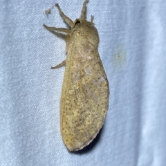Elhamma australasiae (A Swift or Ghost moth (Hepialidae)) at Jerrabomberra, NSW - 13 Feb 2023 by SteveBorkowskis